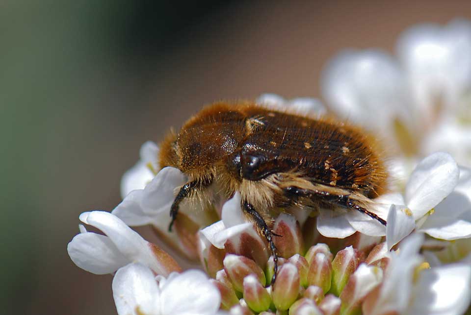 Tropinota hirta o squalida